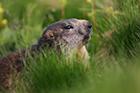 Marmot