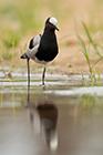 Blacksmith Lapwing