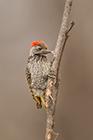 Cardinal Woodpecker