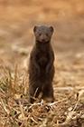 Dwarf Mongoose