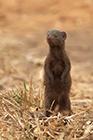 Dwarf Mongoose