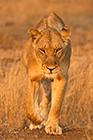 Lioness