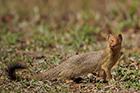 Slender Mongoose