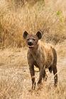 Spotted Hyena