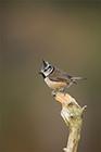 Crested Tit