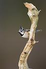 Crested Tit