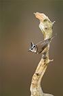 Crested Tit