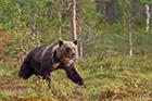 European Bear
