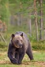 European Bear