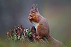 Red Squirrel