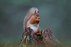 Red Squirrel