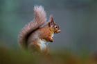 Red Squirrel