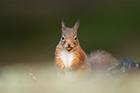 Red Squirrel