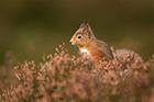 Red Squirrel