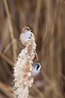 Bearded Tit