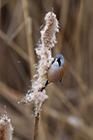 Bearded Tit