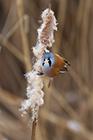 Bearded Tit