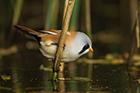 Bearded Tit