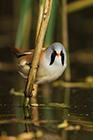 Bearded Tit