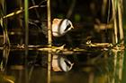 Bearded Tit