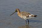 Black-tailed Godwit