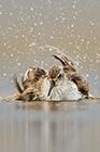 Dunlin