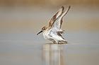 Dunlin