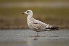 Juvenile Herring Gull