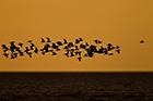 Follow the Leader