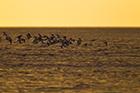 Oyster Catchers