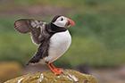 Puffin