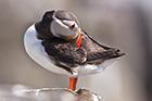 Puffin