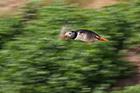 Puffin