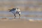 Sanderling