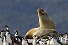 Sea Lion