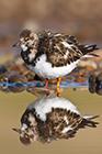 Turnstone