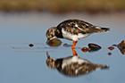 Turnstone