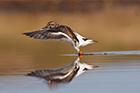 Turnstone