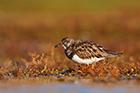 Turnstone