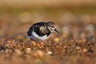 Turnstone