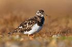 Turnstone