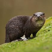 Freshwater