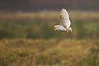 Barn Owl