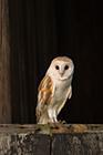 Barn Owl