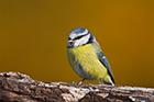 Blue Tit