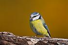 Blue Tit