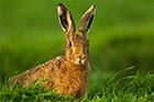 Brown Hare