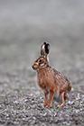 Brown Hare