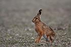 Brown Hare