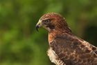 Buzzard